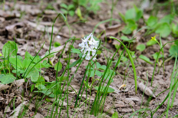 Small white flowers of  Corydalis cava (Brebenea) plant in sunny spring forest, beautiful outdoor floral background photographed with soft focus