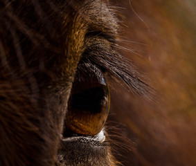 The brown eye of a brown horse, macro, detail, closeup
