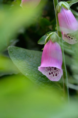 digitalis 