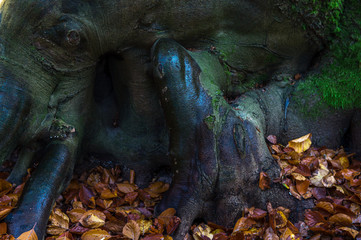 Fototapete bei efototapeten.de bestellen   