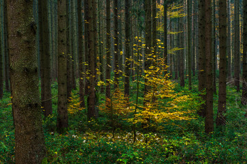 little yellow tree in forest..
