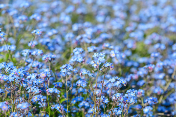 Group of many small blue forget me not or Scorpion grasses flowers, Myosotis, in a garden in a sunny spring day, beautiful outdoor floral background photographed with soft focus