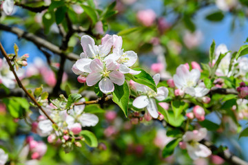 Obraz na płótnie Canvas Large branch with white and pink apple tree flowers in full bloom and clear blue sky in a garden in a sunny spring day, beautiful Japanese trees blossoms floral background, sakura