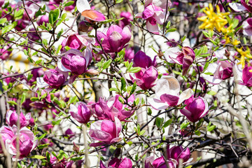 Close up of purple magnolia flowers in full bloom on a branch in a garden in a sunny spring day, beautiful outdoor floral background