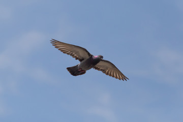 pigeon flying in blue sky with opened wings