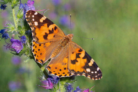 close up of Painted Lady butterfly sitting on wild flower