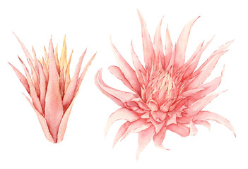 Watercolor beautiful pink tropical flower of acmea aechmea fasciata. Exotic florals