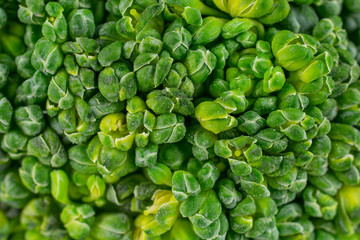 One whole fresh green broccoli head closeup isolated