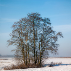 group of winter trees