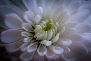 Obraz premium white flower