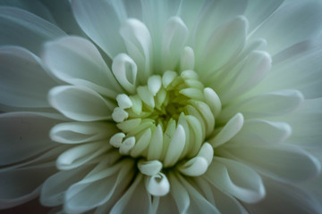 white chrysanthemum
