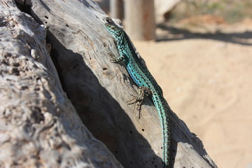 a lone green lizard on a dry trunk of a tree in the middle of the arid desert