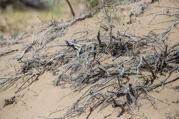 dry tree branch in the desert on the sand