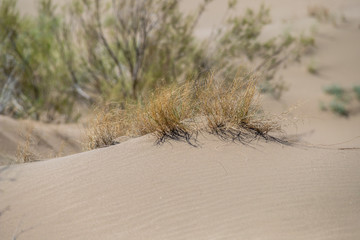 grass in the desert. dunes.