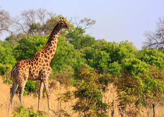 Adult Giraffe (Giraffa Camelopardalis), standing in the lush green bush covered savannah with a pale blue clear sky. . Hwange National Park, Zimbabwe