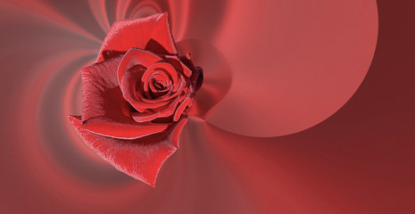 simple design red large rose on a red abstract background