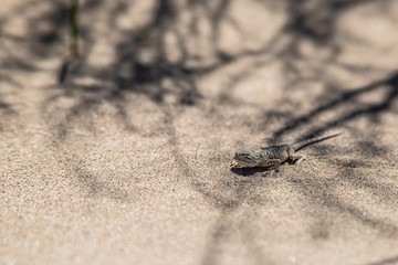 lizard in the sand. lizard is running