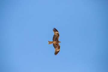 Falcon soars in the sky. bird in the clouds