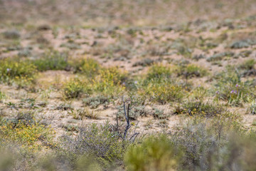 steppe flowers and plants. mountain grasses. nature of Kazakhstan.