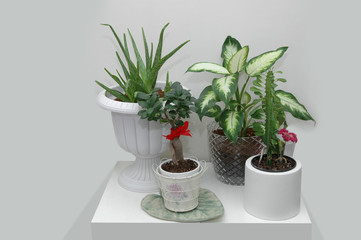 Different flowers with green leafs on flower pot on the white table. Decorative flowers collage. Dieffenbachia, bonsai, aloe vera, cactus.