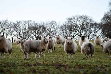 Staring Sheep