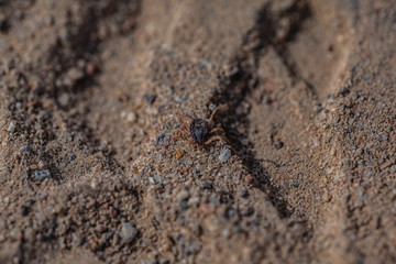 tick sits on the sand