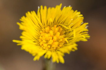 Coltsfoot (Tussilago farfara) yellow flower, a plant in the groundsel tribe in Daisy family Asteraceae, medicinal plant used for cough, found in colonies of dozens of plants in early spring