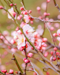Sakura Flowers, Imperial Palace Park, Tokyo, Japan