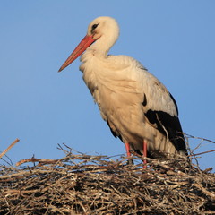 White stork on his nest