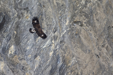 A golden eagle flying by with the Alps of Switzerland in the background.