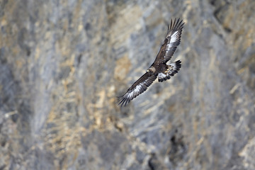 A golden eagle flying by with the Alps of Switzerland in the background.