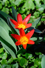 Top view of two delicate red tulips in full bloom in a sunny spring garden, beautiful  outdoor floral background
