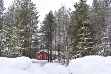 Bright red alpine log cabin tucked away the Finnish wilderness above the arctic circle Cozy cottage emerging from behind evergreen and leafless birch trees Remotely located self catering accommodation
