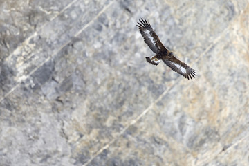 A golden eagle flying by with the Alps of Switzerland in the background.