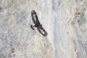 A golden eagle flying by with the Alps of Switzerland in the background.