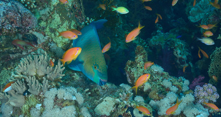Naklejka na ściany i meble Parrot fish in the Red Sea