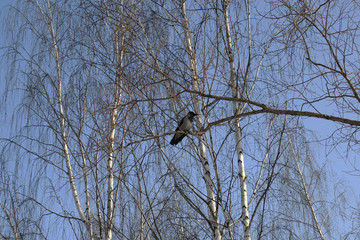 Bird on a tree branch. Crow on a tree