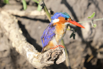 kingfisher on the side of the river in Chobe River in Botswana