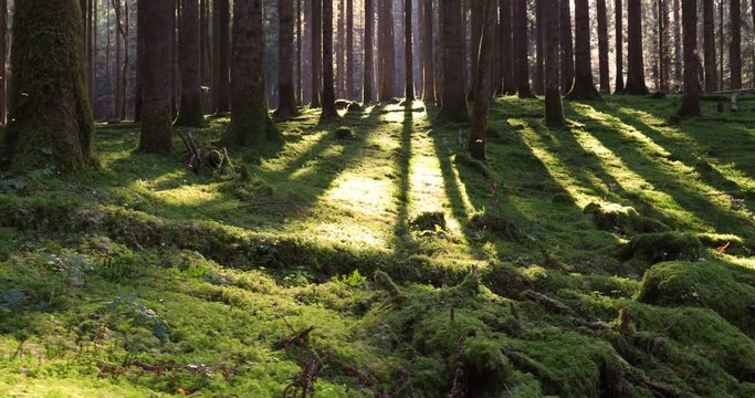 Flying flies in beautiful mossy forest. 