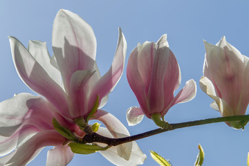Awe Flowers of  magnolia tree - blossom !