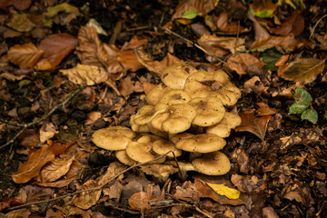 Pilze