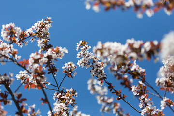 White spring flowers on trees in a garden. White cherry flowers on tree branches with green leaves.