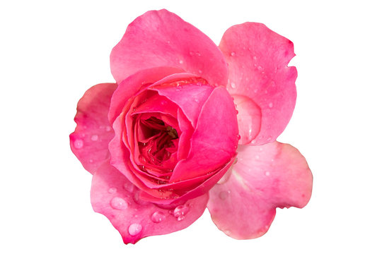 Fully open pink rose with waterdrops isolated on white background