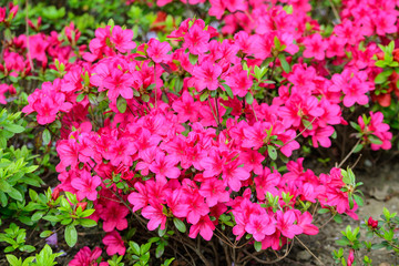 Bush of delicate pink magenta flowers of azalea or Rhododendron plant in a sunny spring Japanese garden, beautiful outdoor floral background