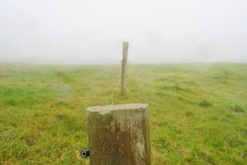 Niebla en el prado