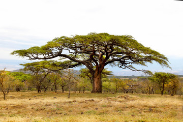 Acacia Tree in South Africa
