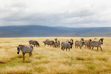 Fototapeta na wymiar Zebras in a field in Africa