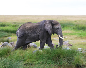 Naklejka na ściany i meble Elephant walking in grass in Africa