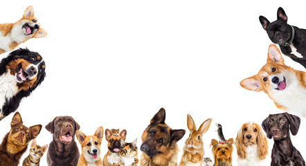 Obraz premium set of animals on a white background