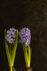 Obraz premium Spring Purple hyacinths standing at the black background for 8 March